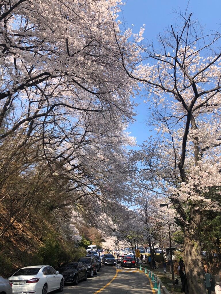 Cherry blossoms along the road at Walkerhill Seoul in spring